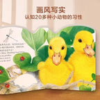 小兔比利/小雞球球